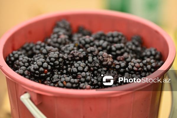 Bakıda keçirilən “Kənddən Şəhərə” yarmarkası