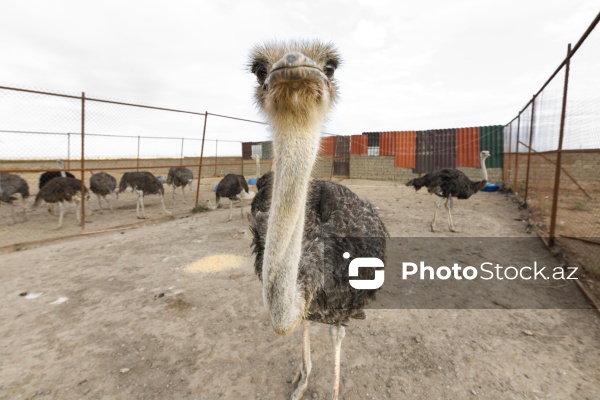 Bakıda fəaliyyət göstərən dəvəquşu ferması