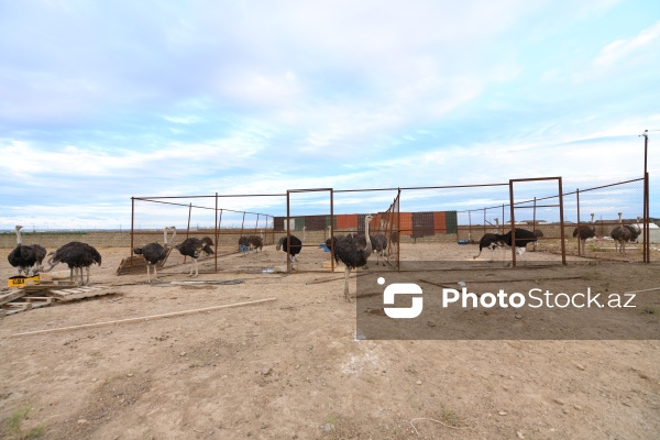 Azərbaycanda ilk dəfə fəaliyyətinə başlanılan dəvəquşu ferması