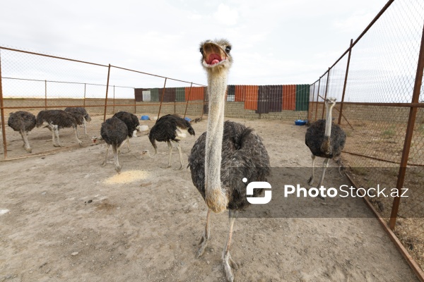 Bakıda fəaliyyət göstərən dəvəquşu ferması