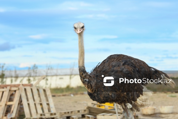 Bakıda fəaliyyət göstərən dəvəquşu ferması