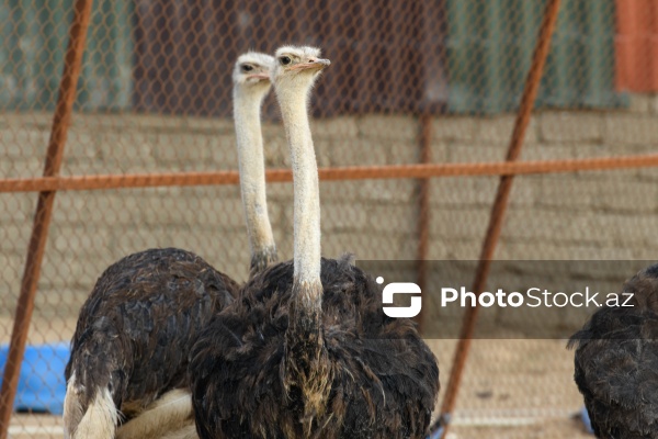 Bakıda fəaliyyət göstərən dəvəquşu ferması