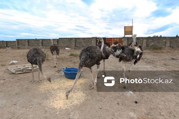 Azərbaycanda ilk dəfə fəaliyyətinə başlanılan dəvəquşu ferması