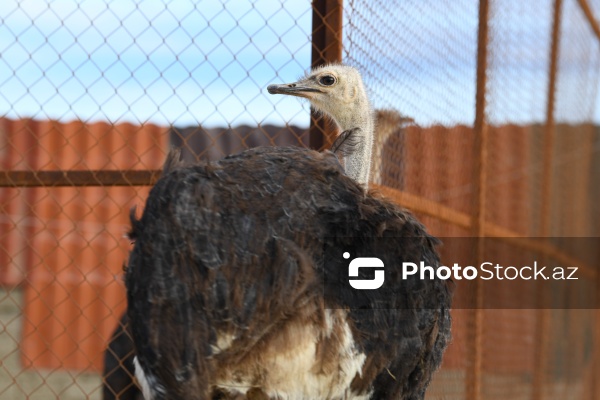 Bakıda fəaliyyət göstərən dəvəquşu ferması