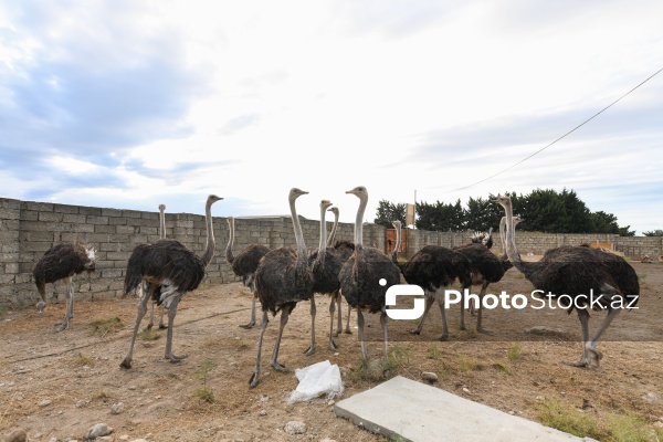 Azərbaycanda ilk dəfə fəaliyyətinə başlanılan dəvəquşu ferması
