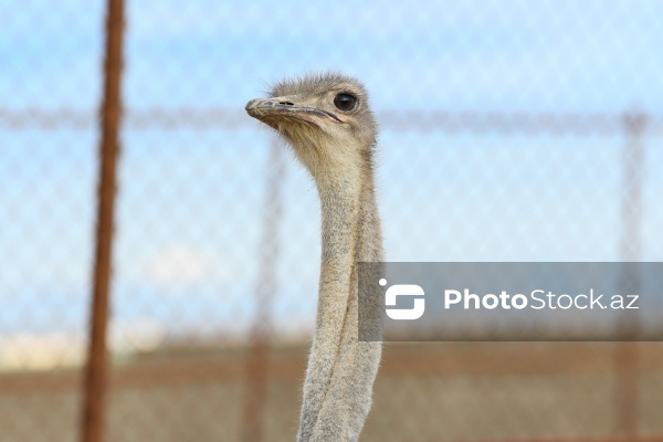 Bakıda fəaliyyət göstərən dəvəquşu ferması