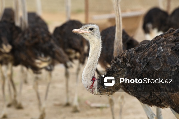 Bakıda fəaliyyət göstərən dəvəquşu ferması