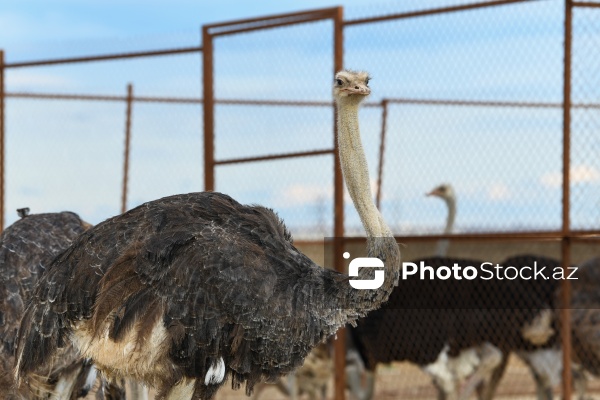 Bakıda fəaliyyət göstərən dəvəquşu ferması