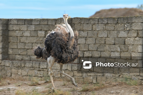 Bakıda fəaliyyət göstərən dəvəquşu ferması
