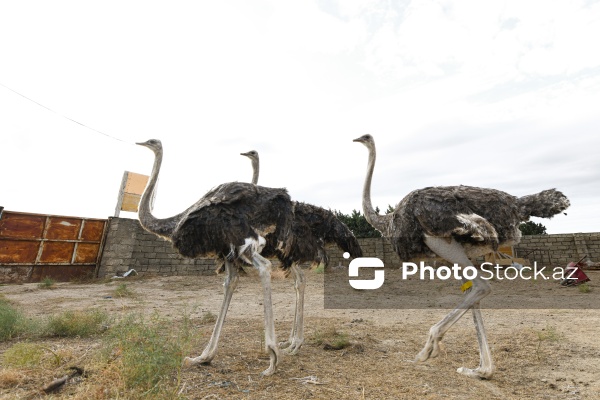 Bakıda fəaliyyət göstərən dəvəquşu ferması