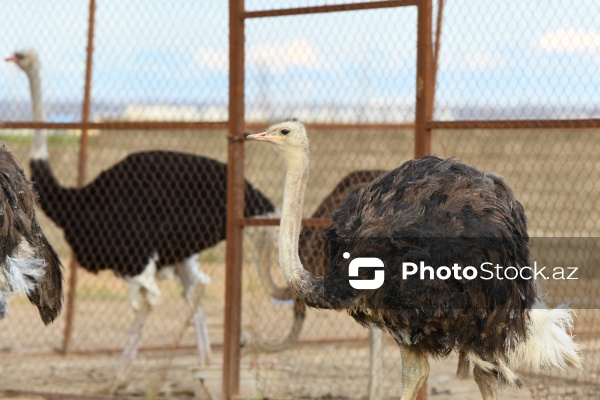 Bakıda fəaliyyət göstərən dəvəquşu ferması