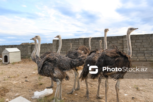 Azərbaycanda ilk dəfə fəaliyyətinə başlanılan dəvəquşu ferması
