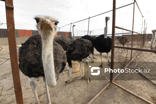 Bakıda fəaliyyət göstərən dəvəquşu ferması