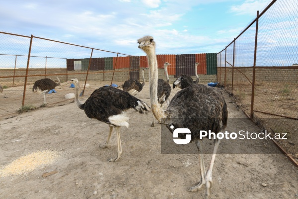 Bakıda fəaliyyət göstərən dəvəquşu ferması