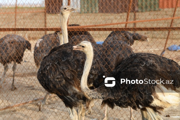 Bakıda fəaliyyət göstərən dəvəquşu ferması