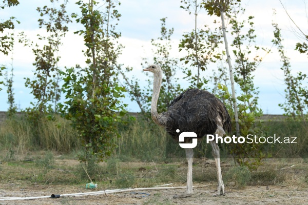 Azərbaycanda ilk dəfə fəaliyyətinə başlanılan dəvəquşu ferması