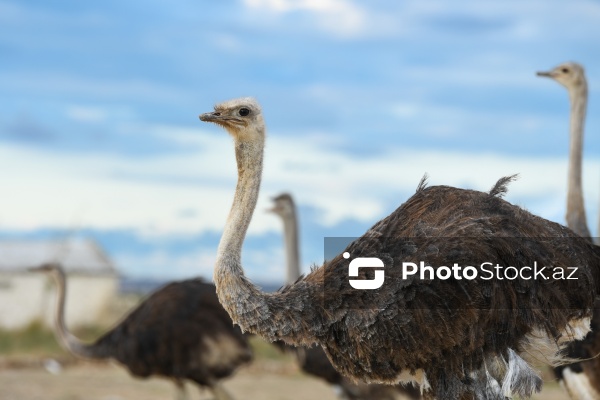 Bakıda fəaliyyət göstərən dəvəquşu ferması