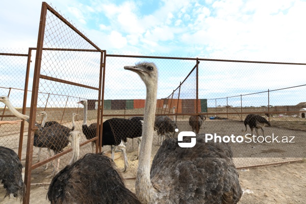 Bakıda fəaliyyət göstərən dəvəquşu ferması
