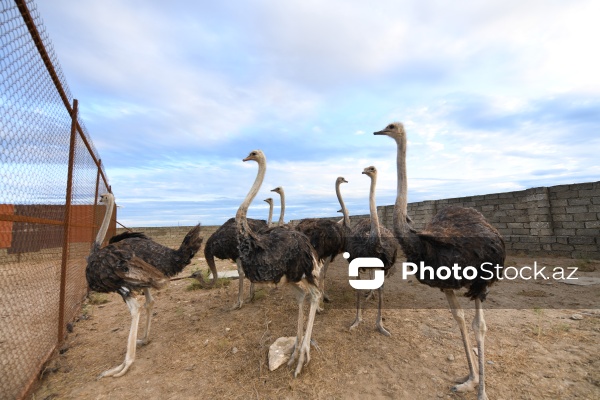 Azərbaycanda ilk dəfə fəaliyyətinə başlanılan dəvəquşu ferması