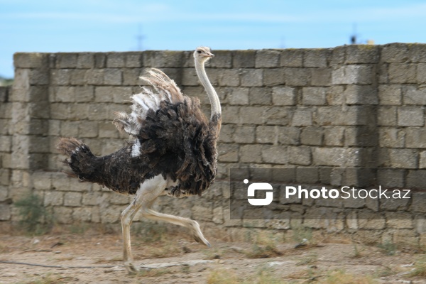 Bakıda fəaliyyət göstərən dəvəquşu ferması