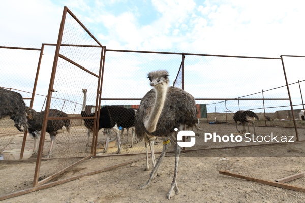 Bakıda fəaliyyət göstərən dəvəquşu ferması