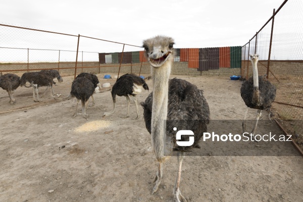 Bakıda fəaliyyət göstərən dəvəquşu ferması