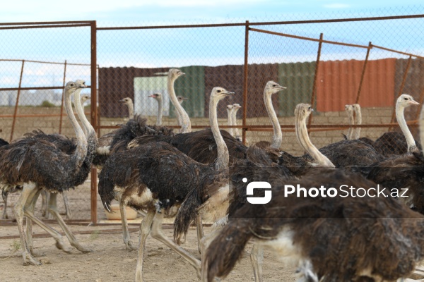 Bakıda fəaliyyət göstərən dəvəquşu ferması