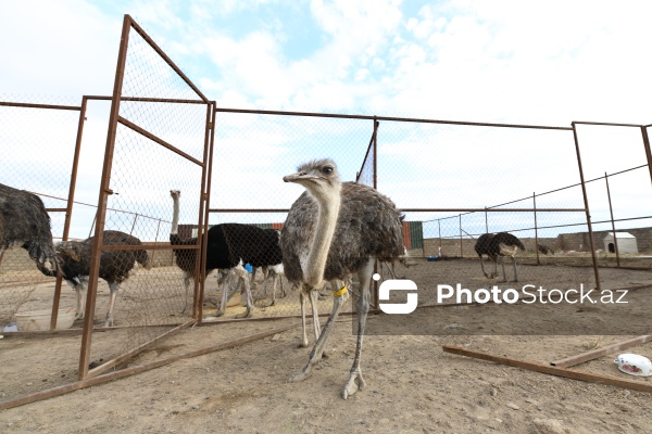 Bakıda fəaliyyət göstərən dəvəquşu ferması