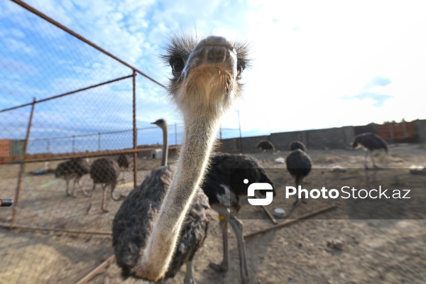 Bakıda fəaliyyət göstərən dəvəquşu ferması