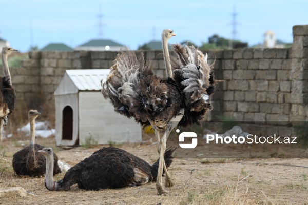 Bakıda fəaliyyət göstərən dəvəquşu ferması