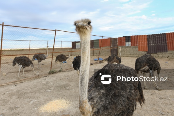 Bakıda fəaliyyət göstərən dəvəquşu ferması
