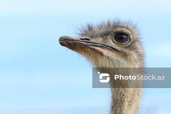 Bakıda fəaliyyət göstərən dəvəquşu ferması