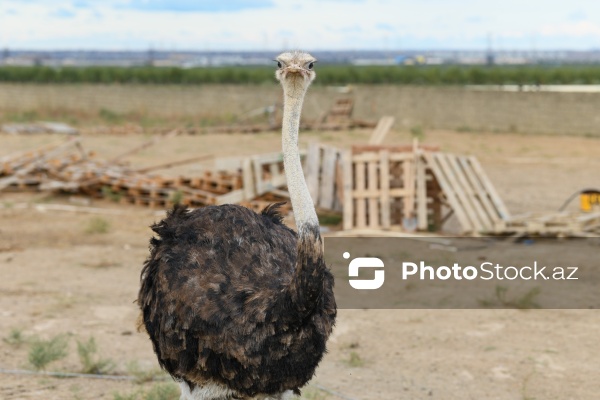 Bakıda fəaliyyət göstərən dəvəquşu ferması