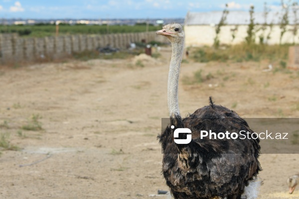 Bakıda fəaliyyət göstərən dəvəquşu ferması