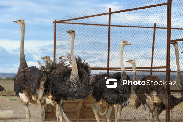 Bakıda fəaliyyət göstərən dəvəquşu ferması
