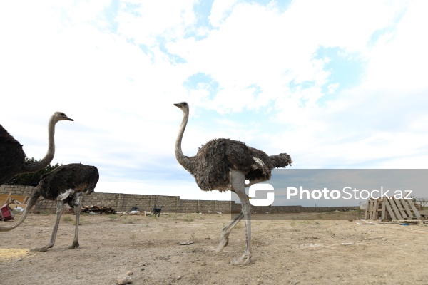 Bakıda fəaliyyət göstərən dəvəquşu ferması
