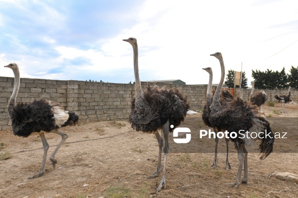 Azərbaycanda ilk dəfə fəaliyyətinə başlanılan dəvəquşu ferması