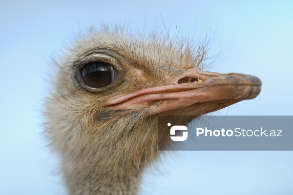 Azərbaycanda ilk dəfə fəaliyyətinə başlanılan dəvəquşu ferması