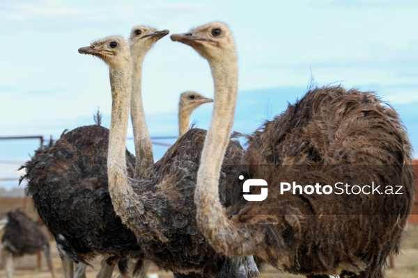 Bakıda fəaliyyət göstərən dəvəquşu ferması