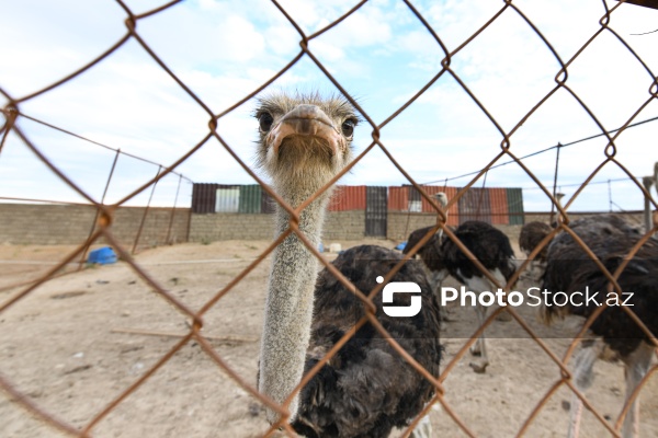Bakıda fəaliyyət göstərən dəvəquşu ferması