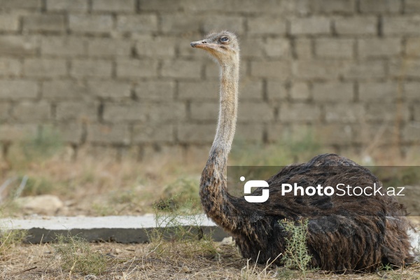 Bakıda fəaliyyət göstərən dəvəquşu ferması