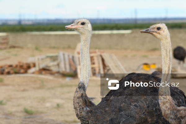 Bakıda fəaliyyət göstərən dəvəquşu ferması