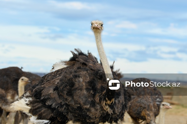 Bakıda fəaliyyət göstərən dəvəquşu ferması