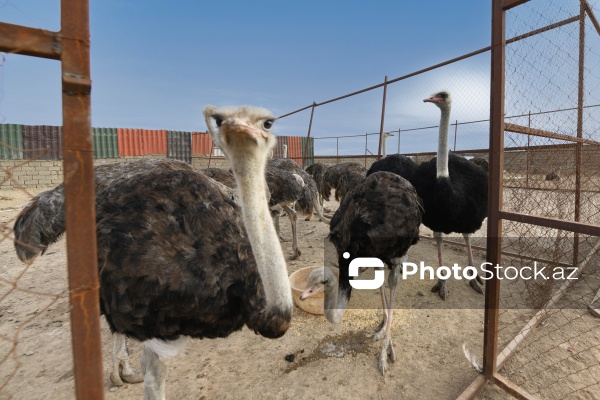 Bakıda fəaliyyət göstərən dəvəquşu ferması