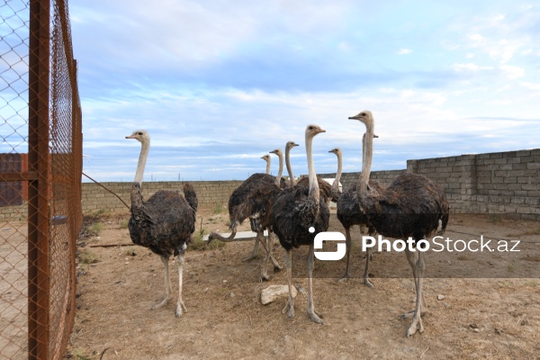 Azərbaycanda ilk dəfə fəaliyyətinə başlanılan dəvəquşu ferması