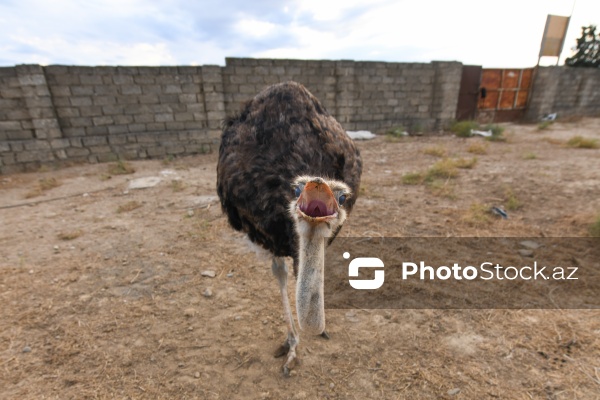 Azərbaycanda ilk dəfə fəaliyyətinə başlanılan dəvəquşu ferması