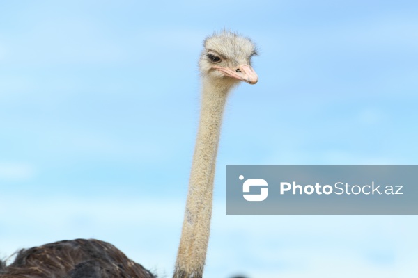 Bakıda fəaliyyət göstərən dəvəquşu ferması