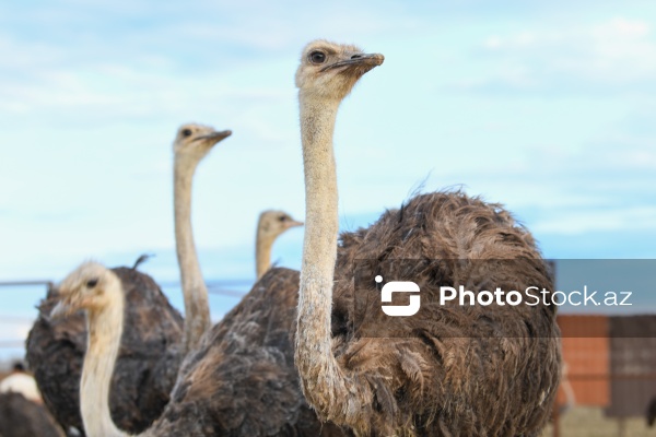 Bakıda fəaliyyət göstərən dəvəquşu ferması