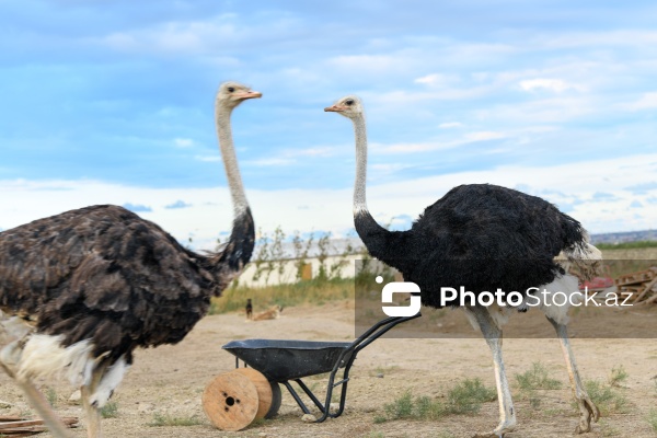Bakıda fəaliyyət göstərən dəvəquşu ferması