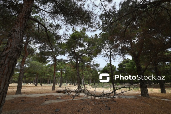 Bakıxanovdakı yaşıllıq ərazidə ağaclar kəsilir, zibillər qalaqlanır
